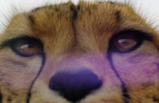 Evrenin Hikayesi İzle